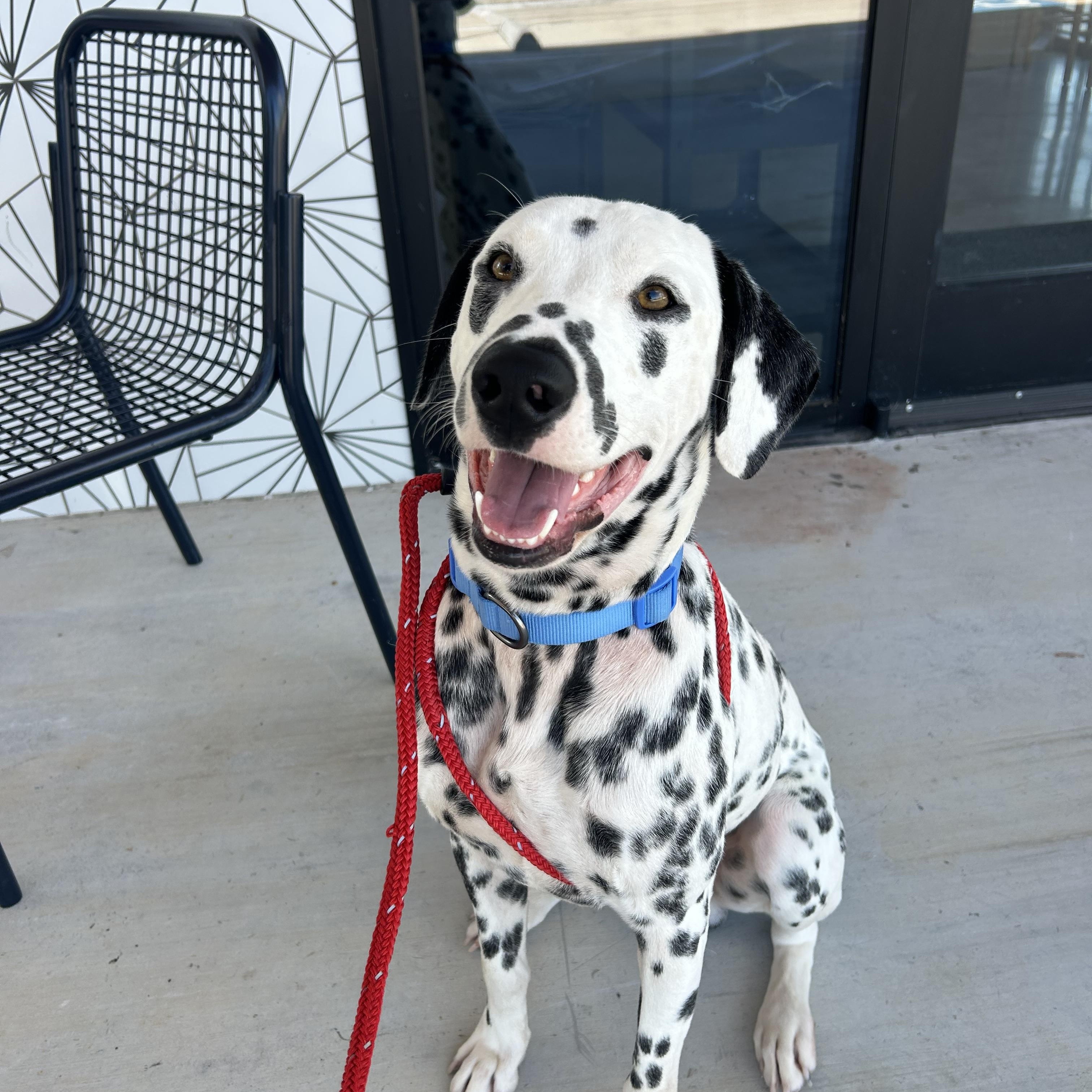 Henry, adopted, Young Male Dalmatian.