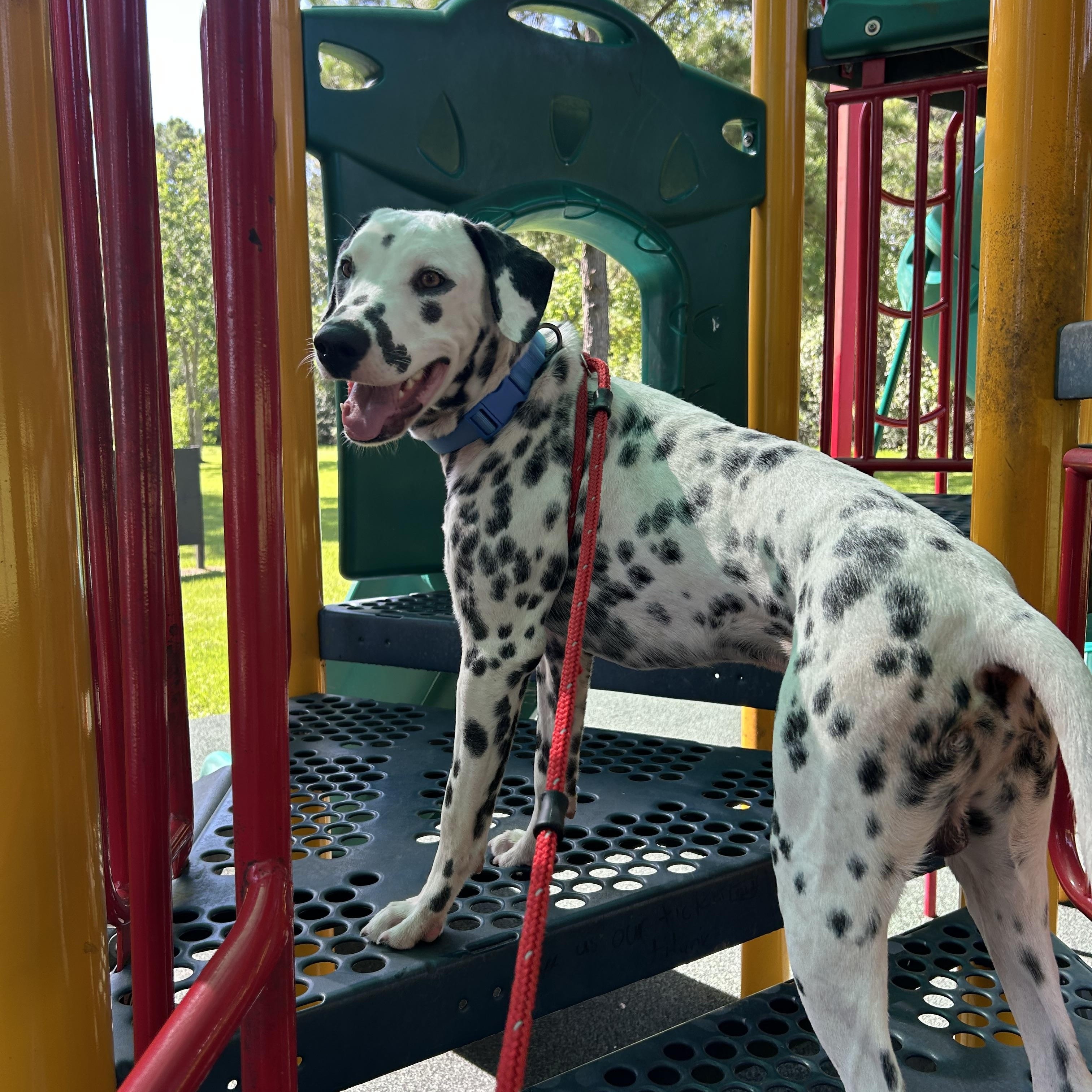 Henry, an adopted mixed breed in Coeur d’Alene, ID image 3/6