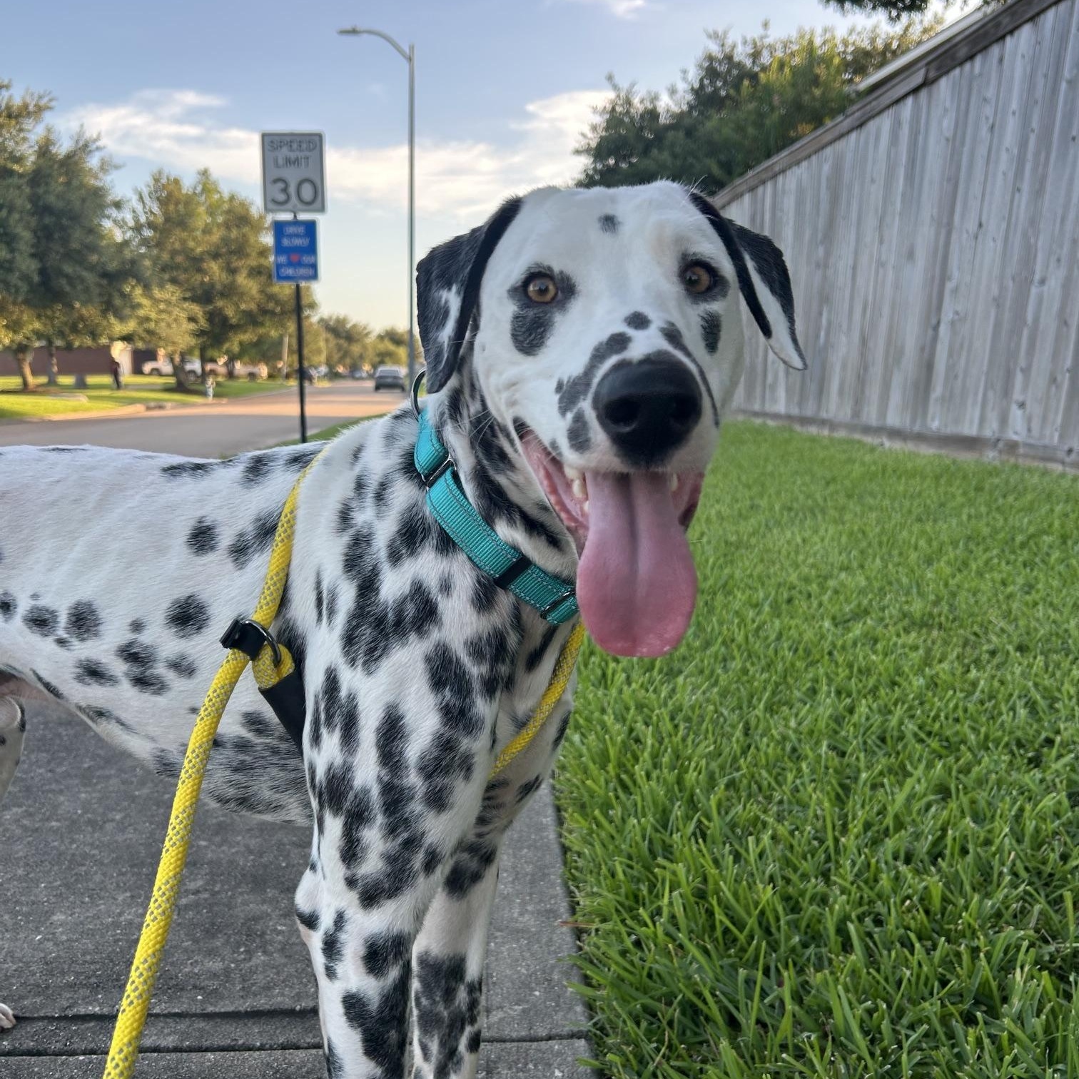 Henry, an adopted mixed breed in Coeur d’Alene, ID image 2/6