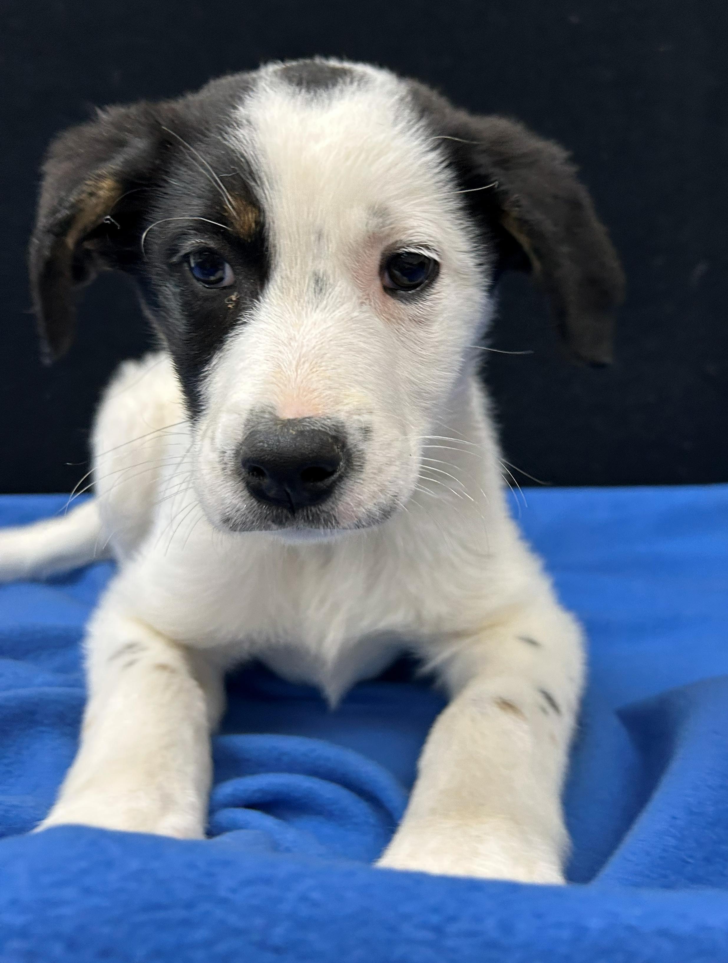 Enlarge Holstein, a Adoptable Mixed Breed in Neillsville, WI image 1/5