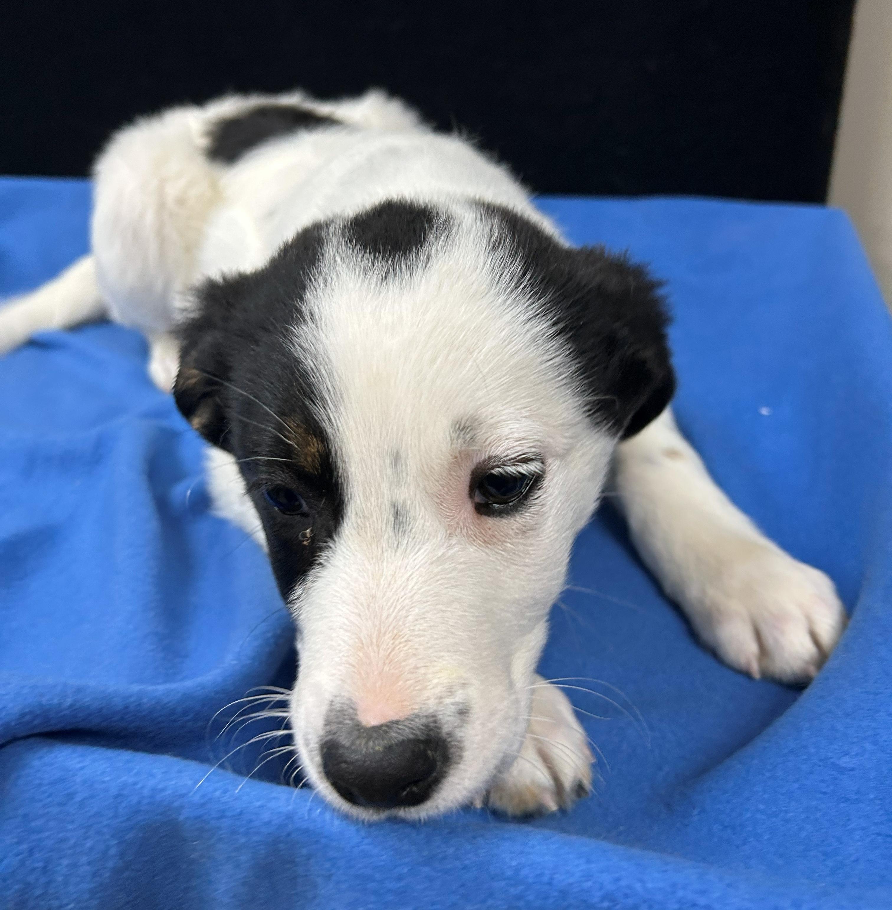 Enlarge Holstein, a Adoptable Mixed Breed in Neillsville, WI image 5/5