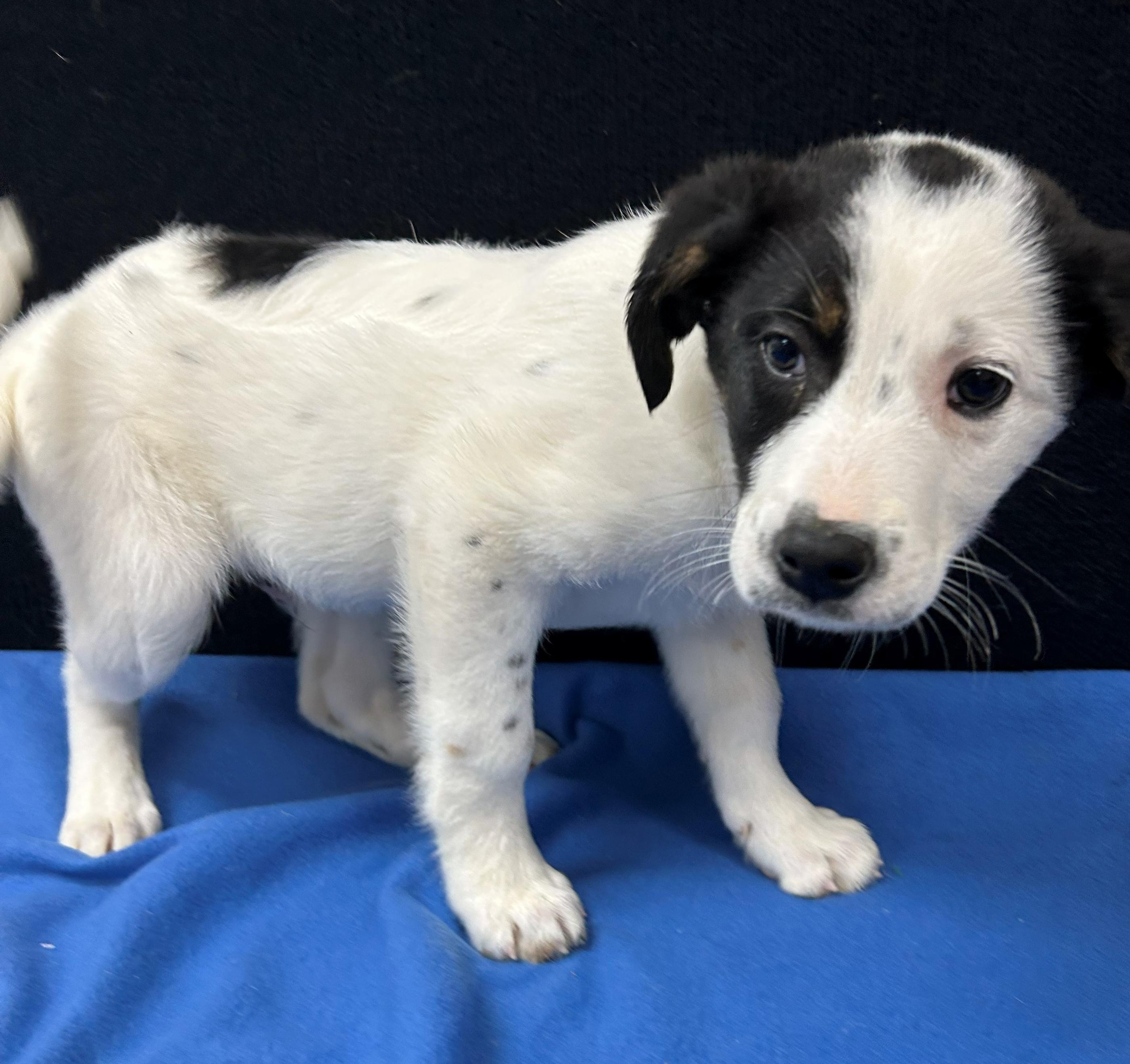 Enlarge Holstein, a Adoptable Mixed Breed in Neillsville, WI image 3/5