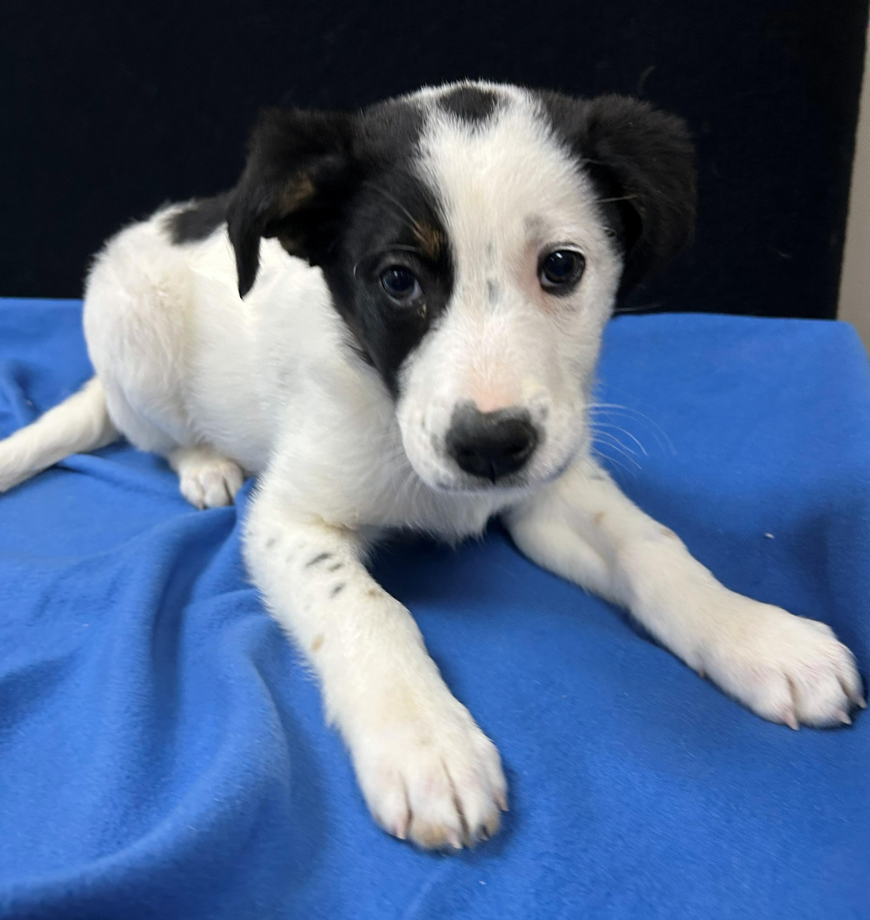 Enlarge Holstein, a Adoptable Mixed Breed in Neillsville, WI image 2/5