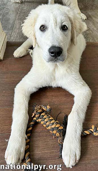Augustus in MD - Loves Playing in Mud Puddles!, an adoptable Great Pyrenees, Akbash in Rockville, MD, 20850 | Photo Image 2