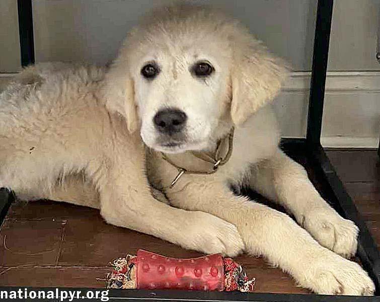 Augustus in MD - Loves Playing in Mud Puddles!, an adoptable Great Pyrenees, Akbash in Rockville, MD, 20850 | Photo Image 3
