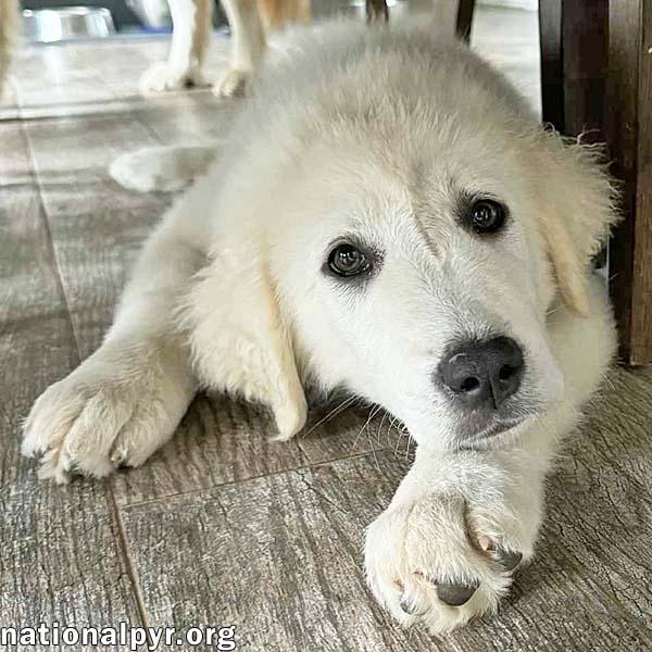 Augustus in MD - Loves Playing in Mud Puddles!, an adoptable Great Pyrenees, Akbash in Rockville, MD, 20850 | Photo Image 1