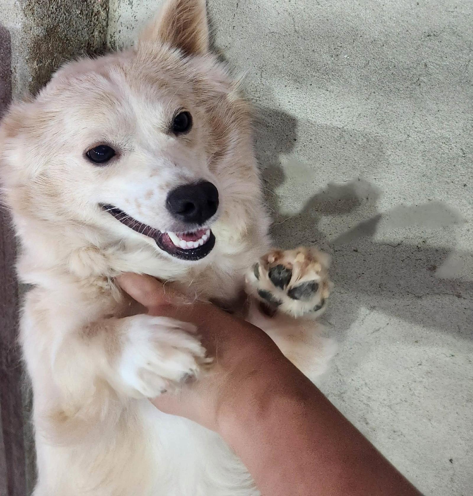 Enlarge JANE, a Adoptable Spitz in Agoura Hills, CA image 1/2