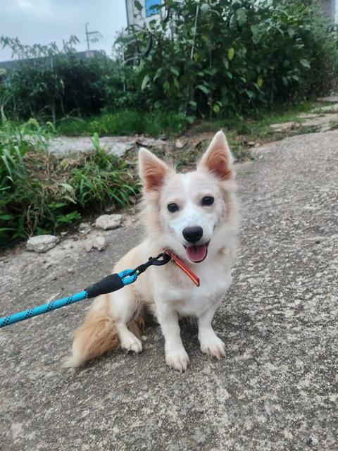 Enlarge JANE, a Adoptable Spitz in Agoura Hills, CA image 2/2