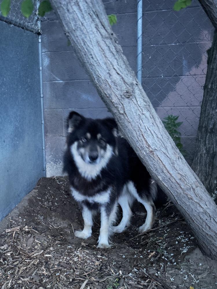Gandalf, Adoptable, Adult Male German Shepherd Dog & Husky.