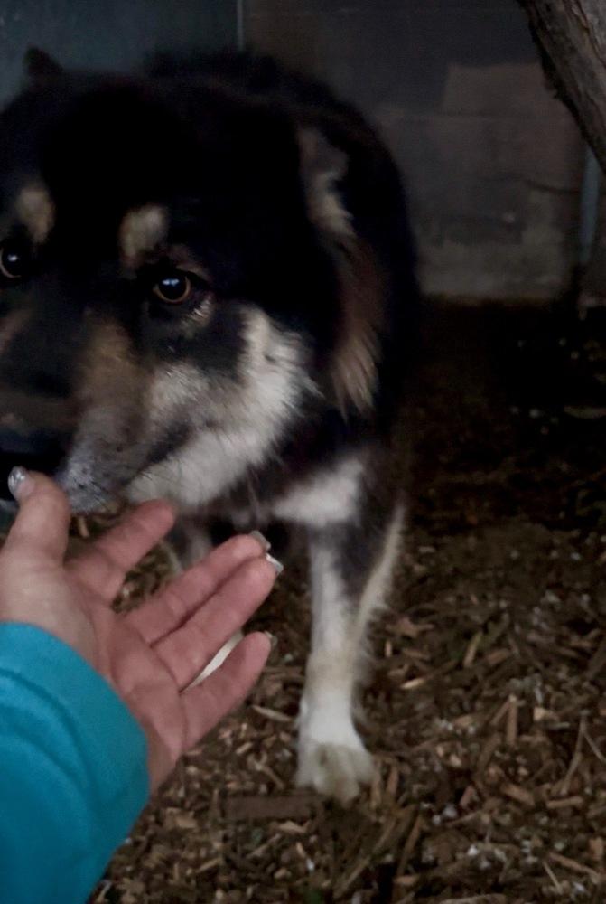 Gandalf, a Adoptable mixed breed in Tigard, OR image 2/4