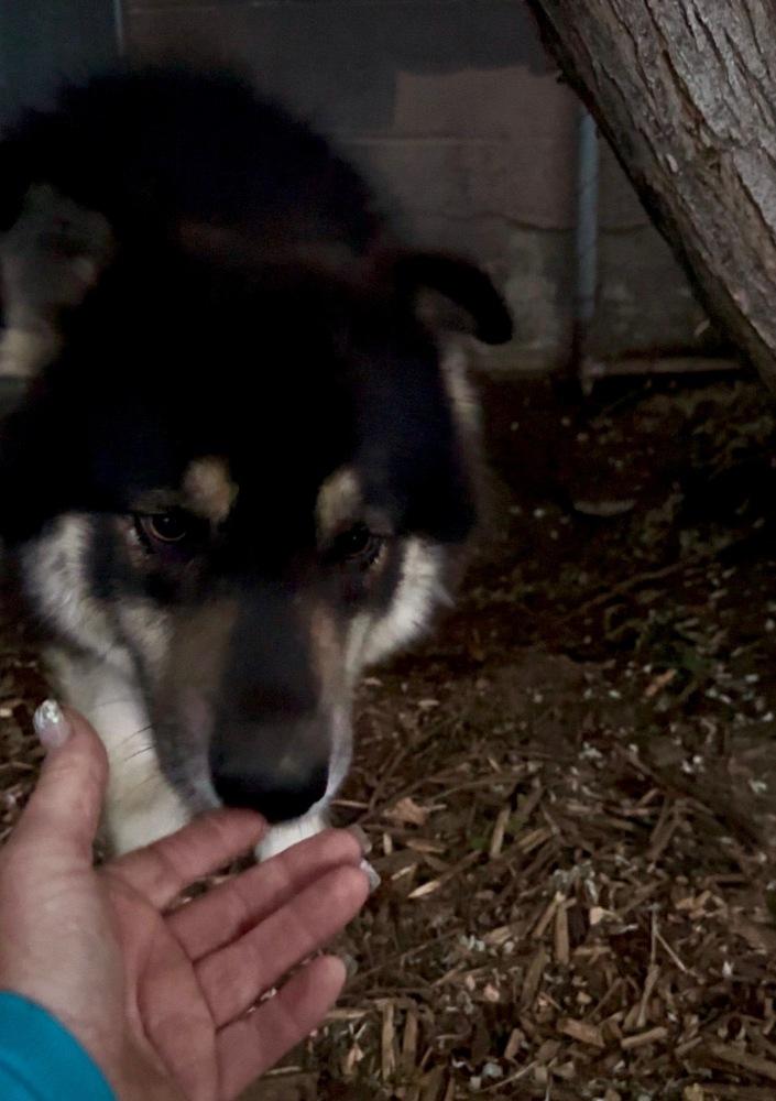 Gandalf, a Adoptable mixed breed in Tigard, OR image 3/4