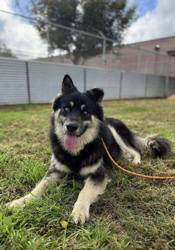 Gandalf, a Adoptable mixed breed in Tigard, OR image 4/4