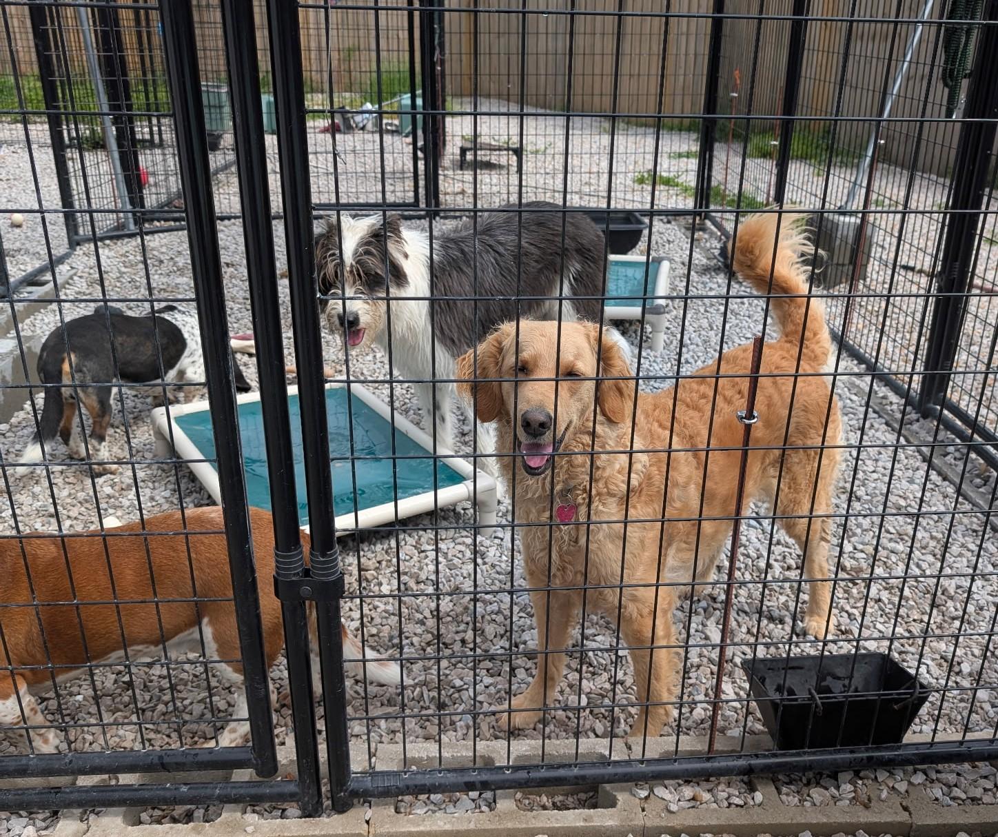 Enlarge Sunni, a Adopted Goldendoodle in Hillsboro, MO image 1/1