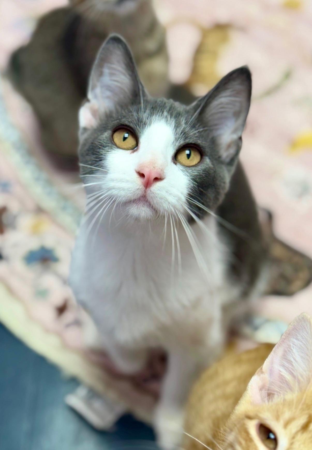 Enlarge Abbot, an adopted Domestic Short Hair in Covington, LA image 2/6