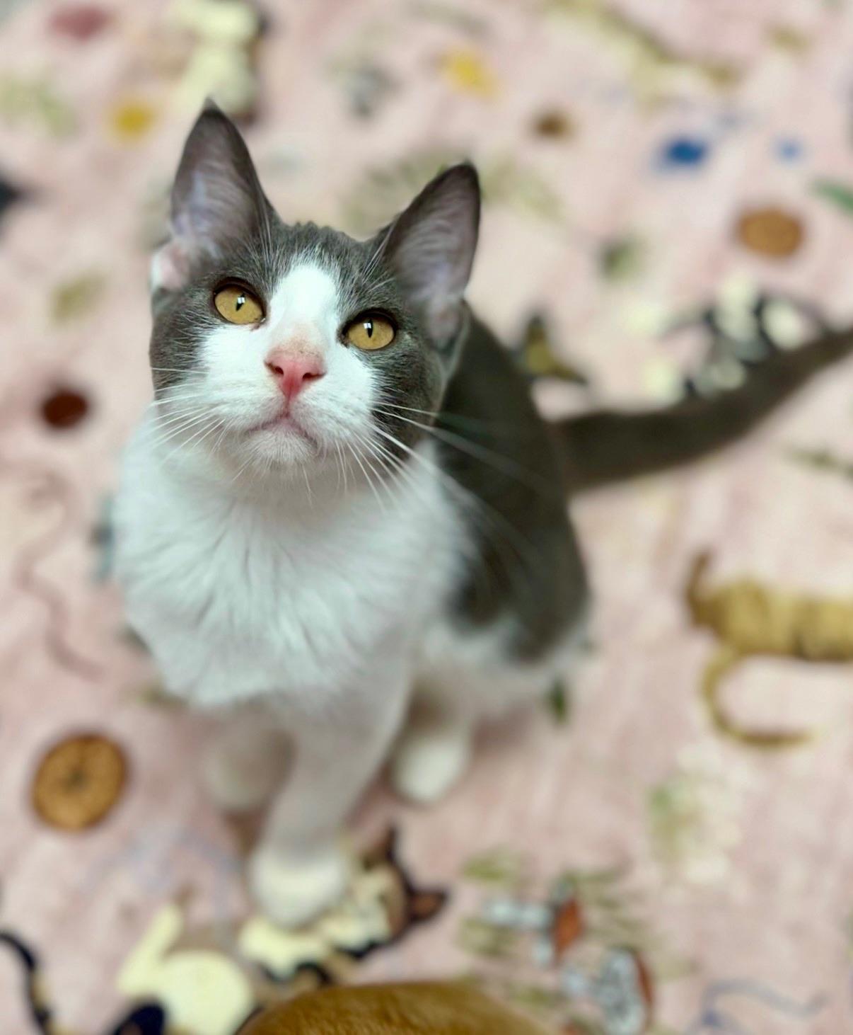 Enlarge Abbot, an adopted Domestic Short Hair in Covington, LA image 3/6