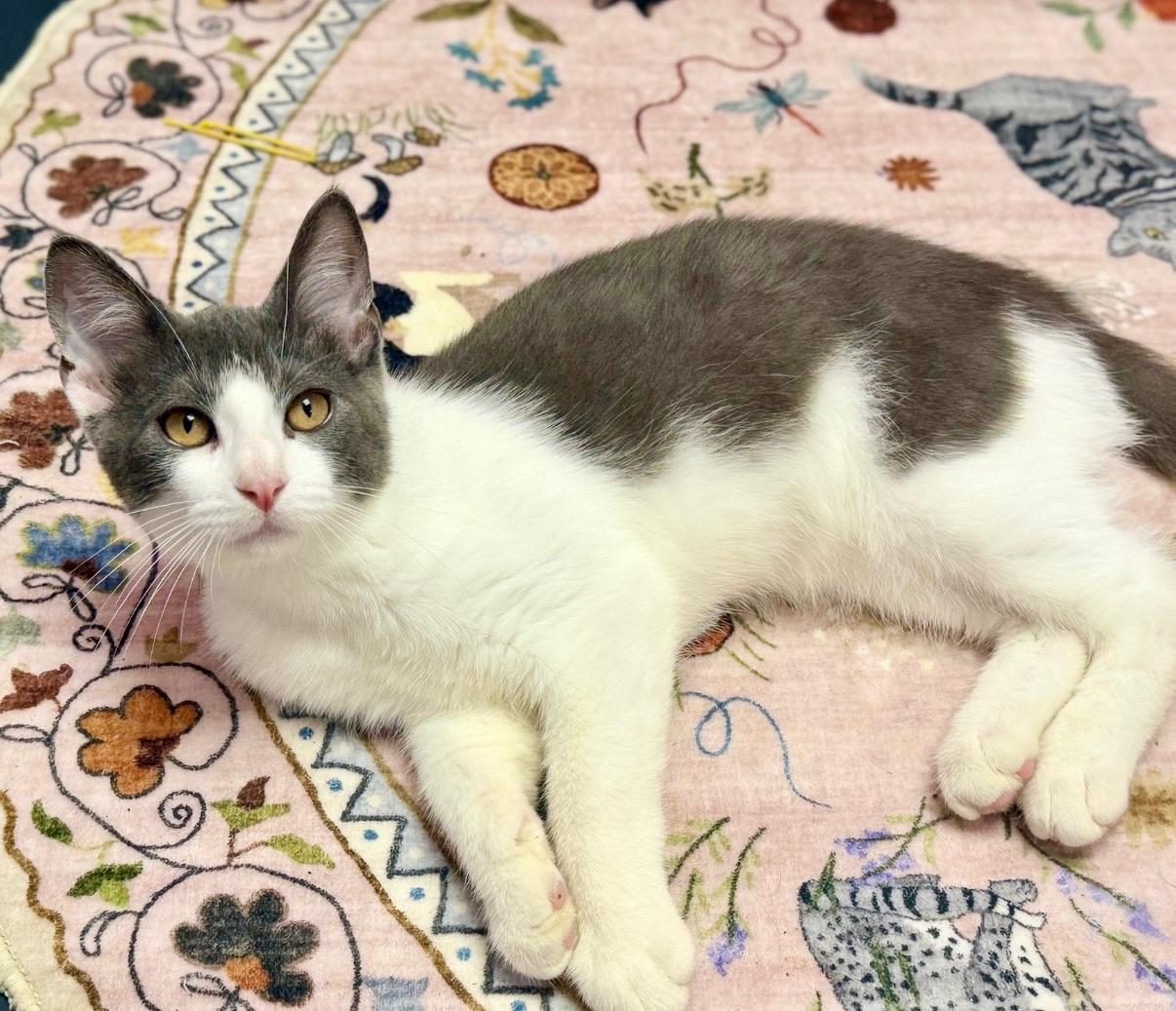 Enlarge Abbot, an adopted Domestic Short Hair in Covington, LA image 6/6
