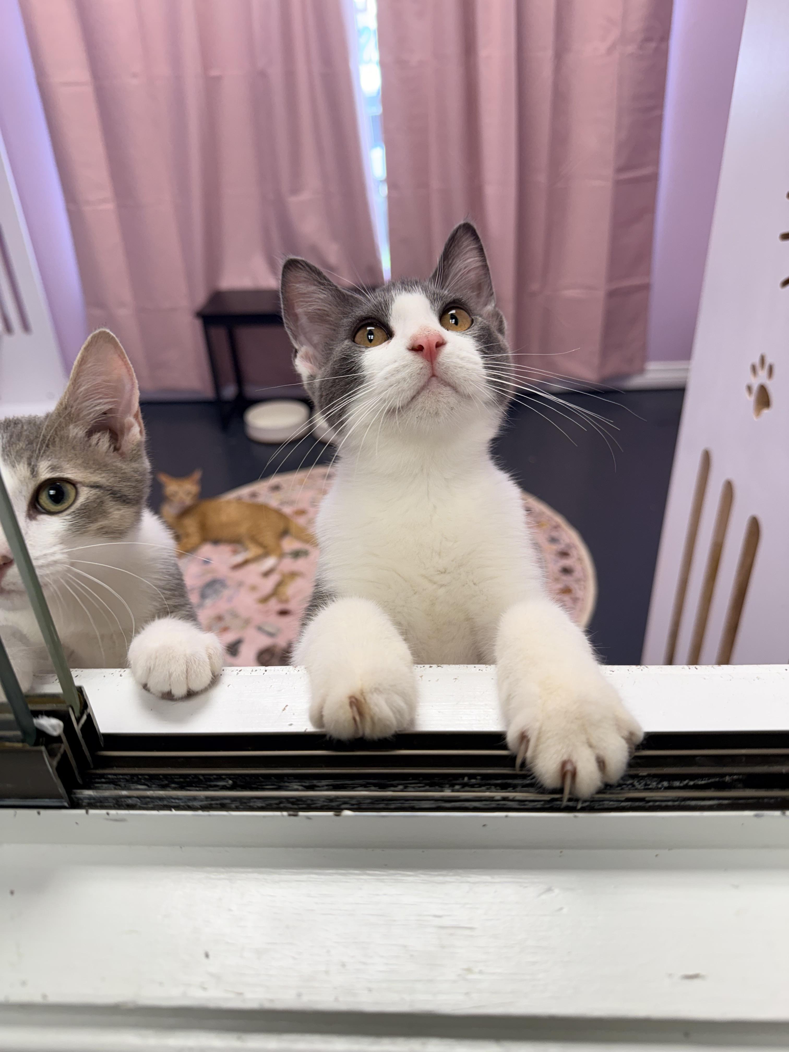 Enlarge Abbot, an adopted Domestic Short Hair in Covington, LA image 5/6