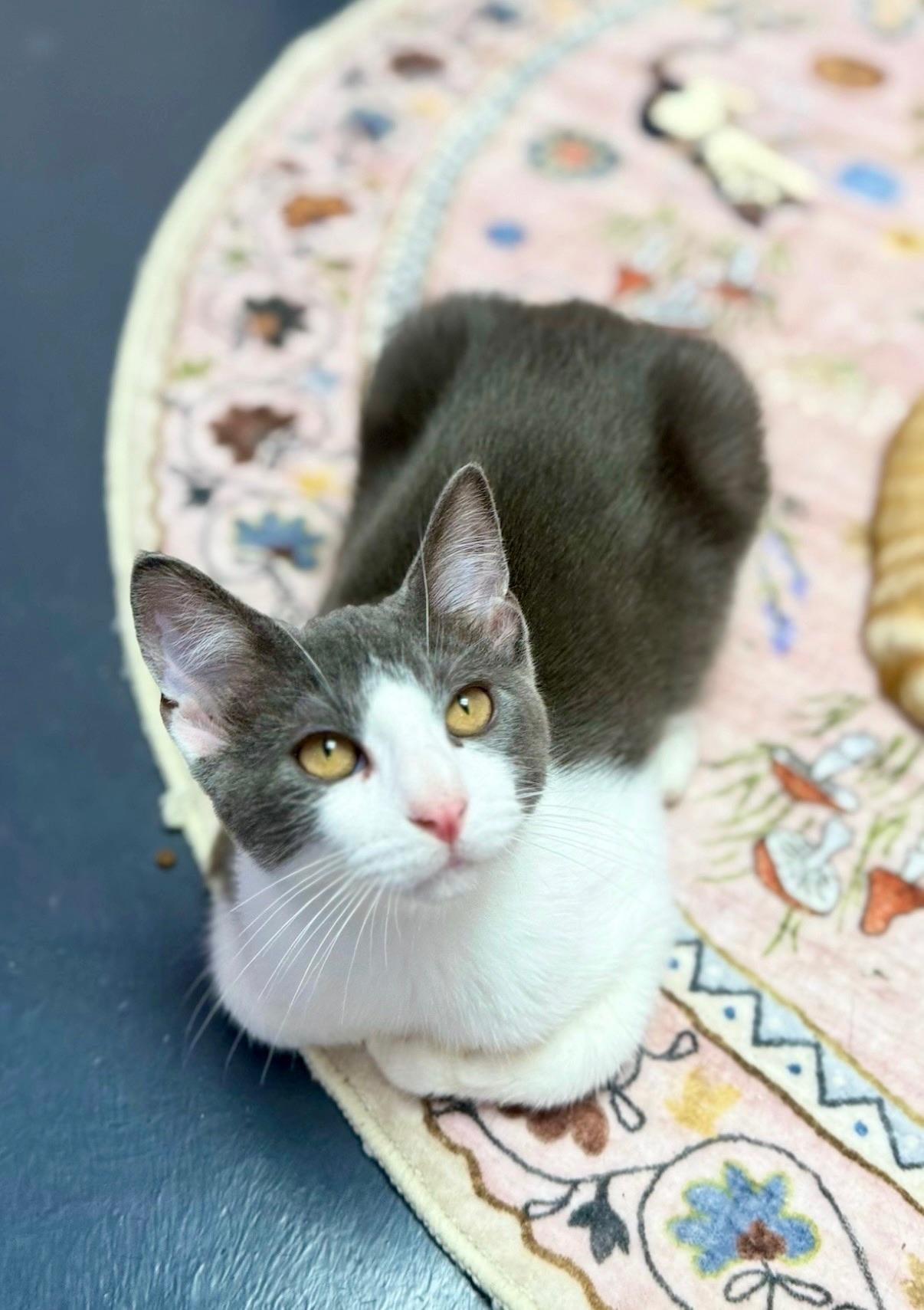 Abbot, adopted, Kitten Male Domestic Short Hair.