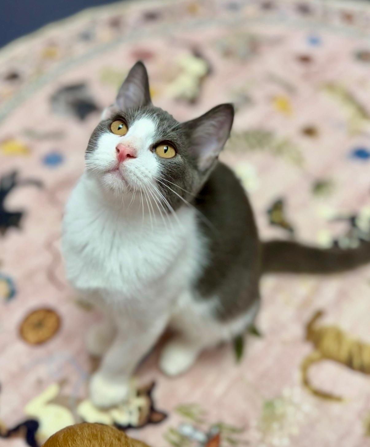 Enlarge Abbot, an adopted Domestic Short Hair in Covington, LA image 4/6