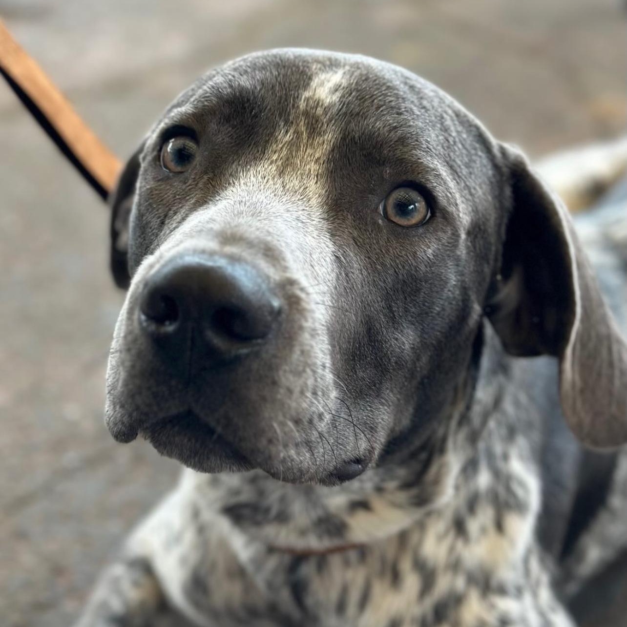 Dewey, ADOPTABLE, Adult Male German Shorthaired Pointer.