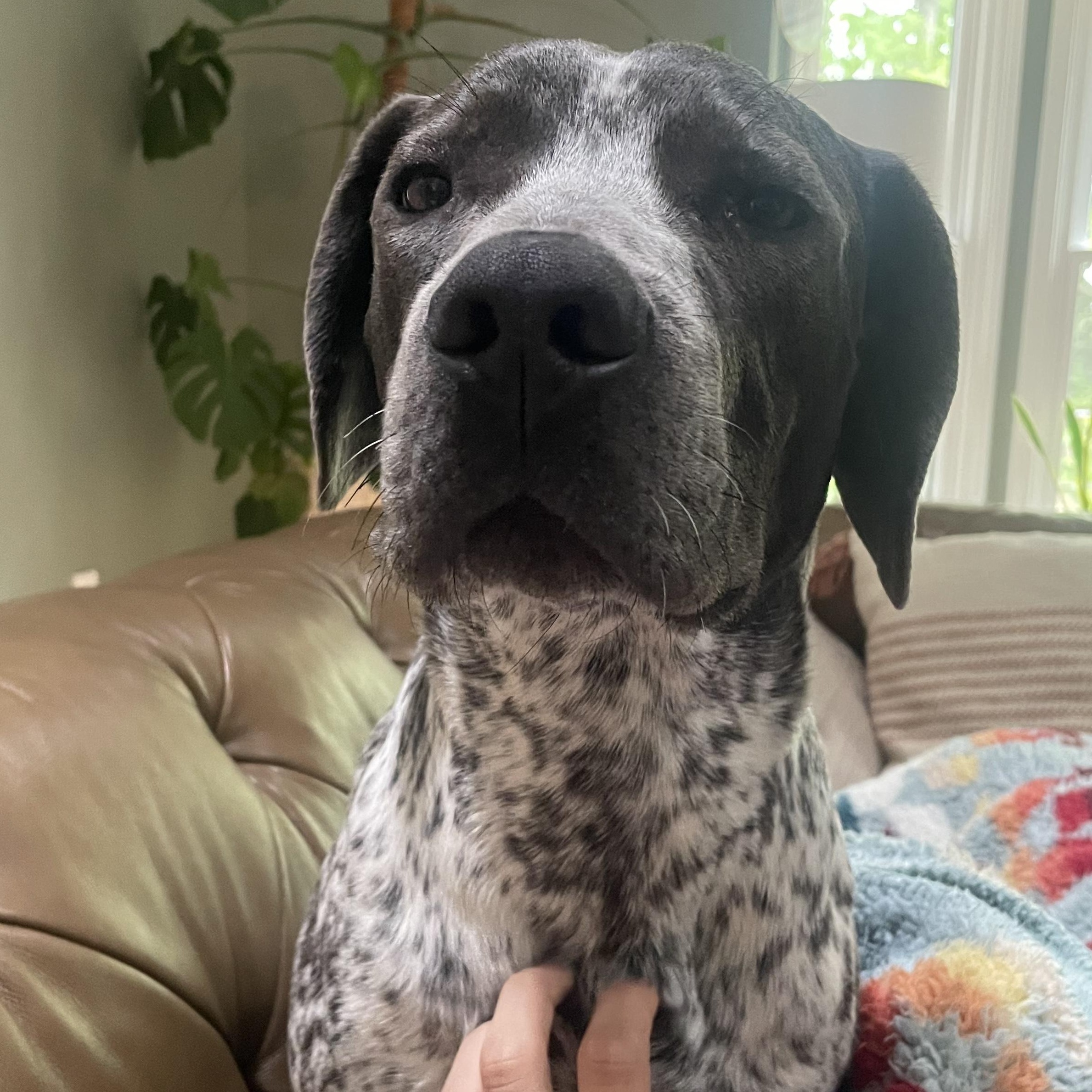 Enlarge Dewey, a ADOPTABLE mixed breed in Richmond, VA image 3/6