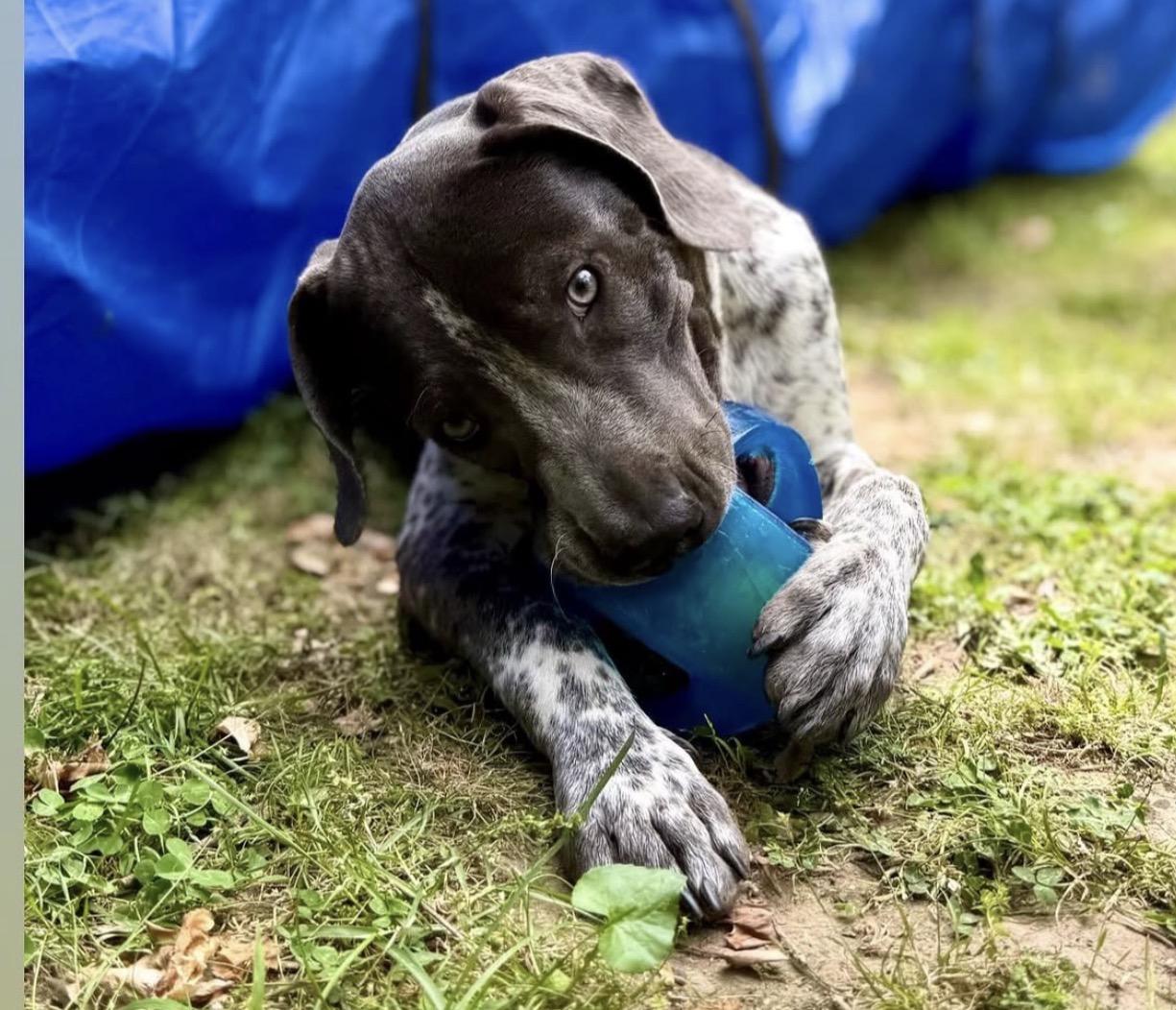 Enlarge Dewey, a ADOPTABLE mixed breed in Richmond, VA image 2/6