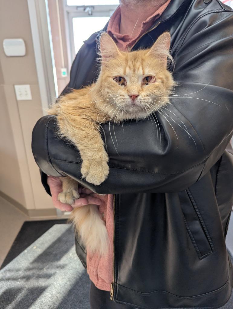 Valentina, Adoptable, Young Female Domestic Long Hair.