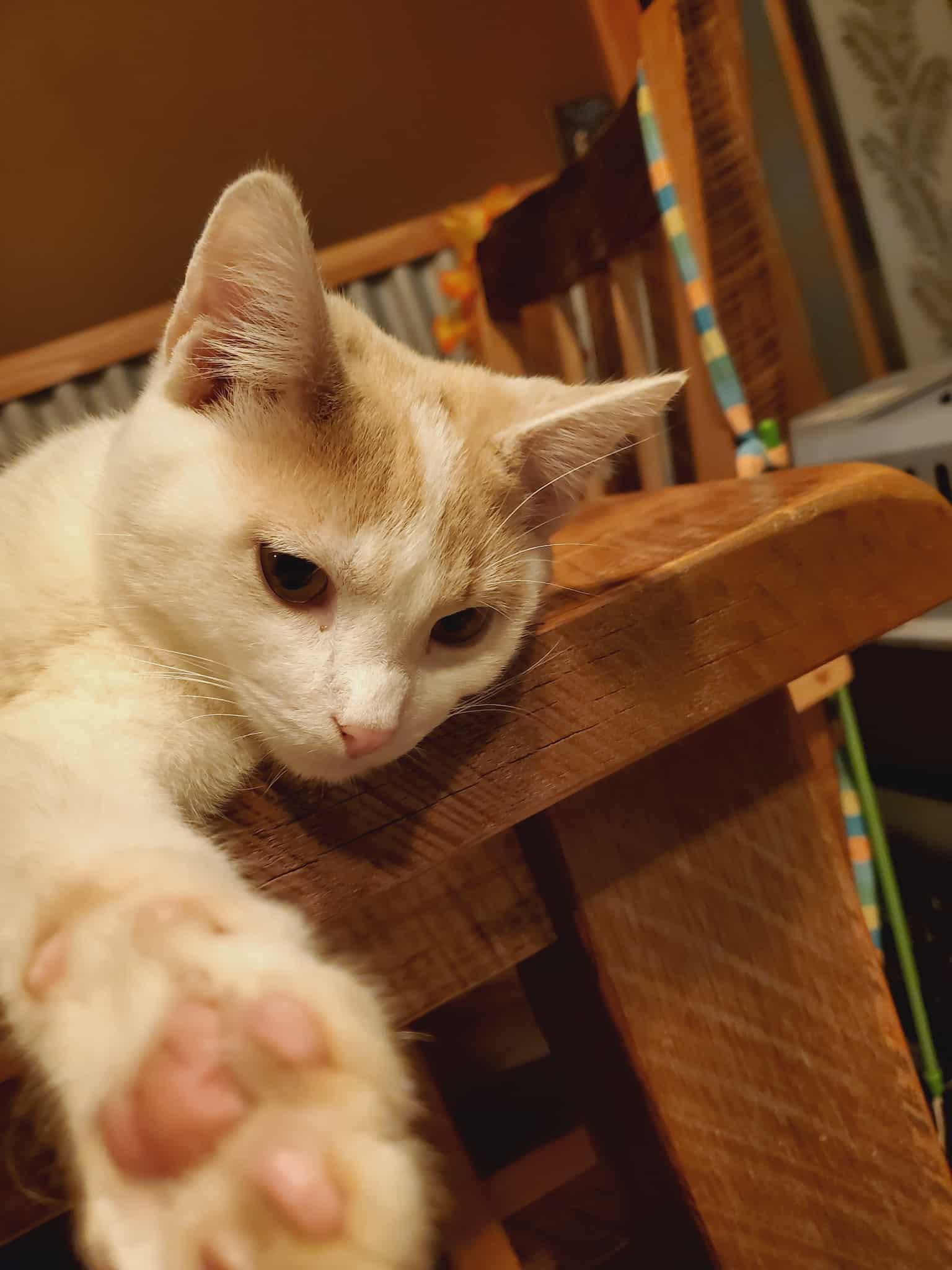 Tanner, a Adoptable Domestic Short Hair in Manhattan, KS image 6/6