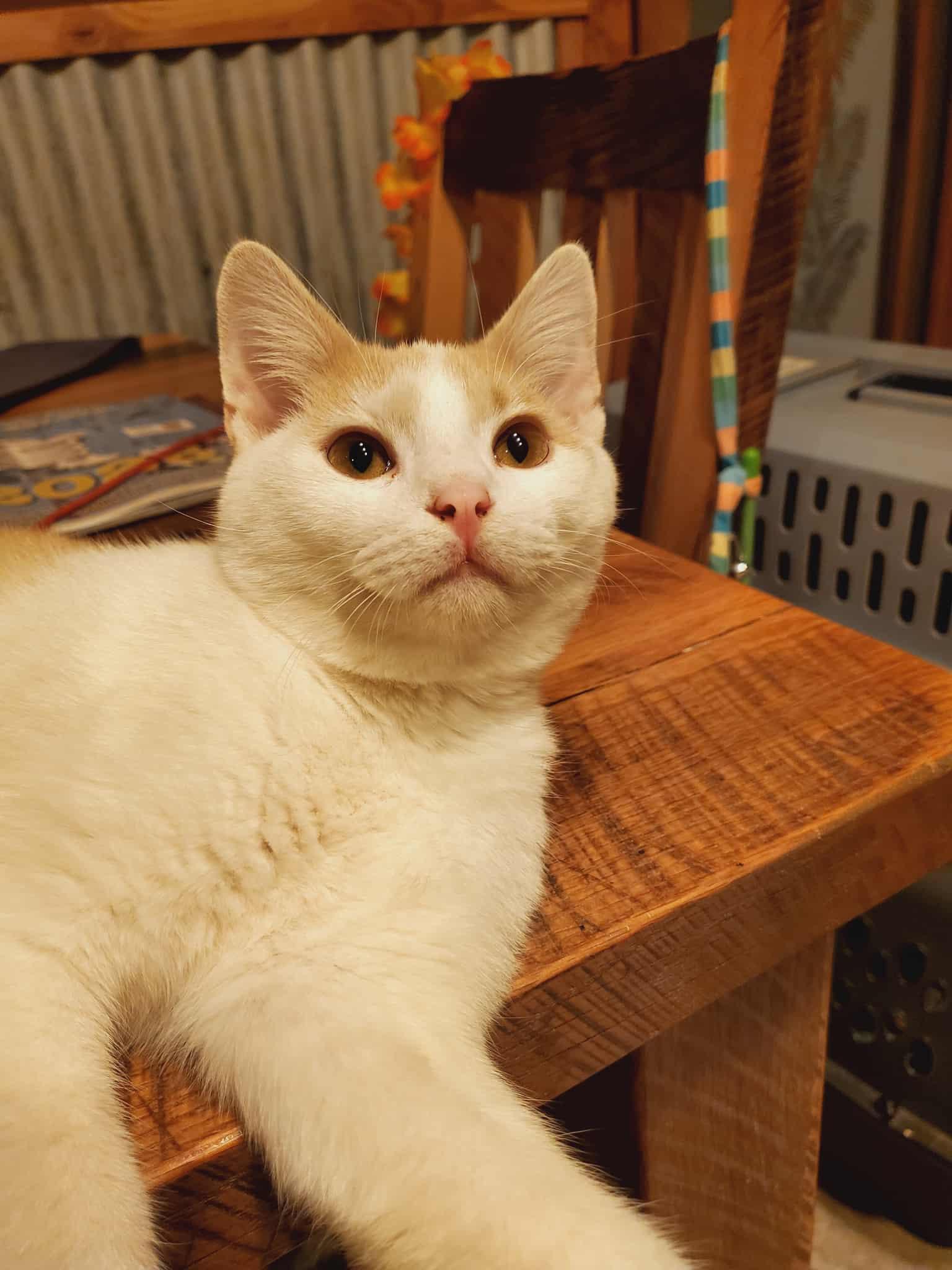 Tanner, a Adoptable Domestic Short Hair in Manhattan, KS image 1/6