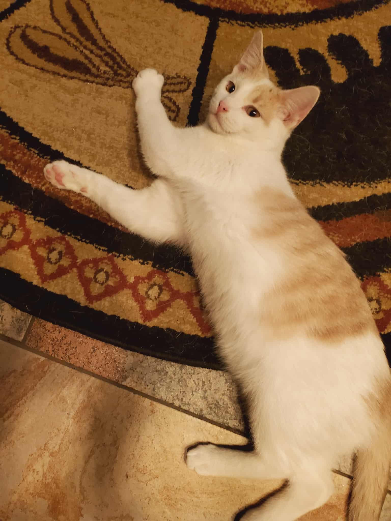 Tanner, Adoptable, Young Male Domestic Short Hair.