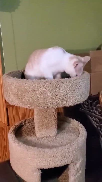 Enlarge Tanner, a Adoptable Domestic Short Hair in Manhattan, KS video 2/6