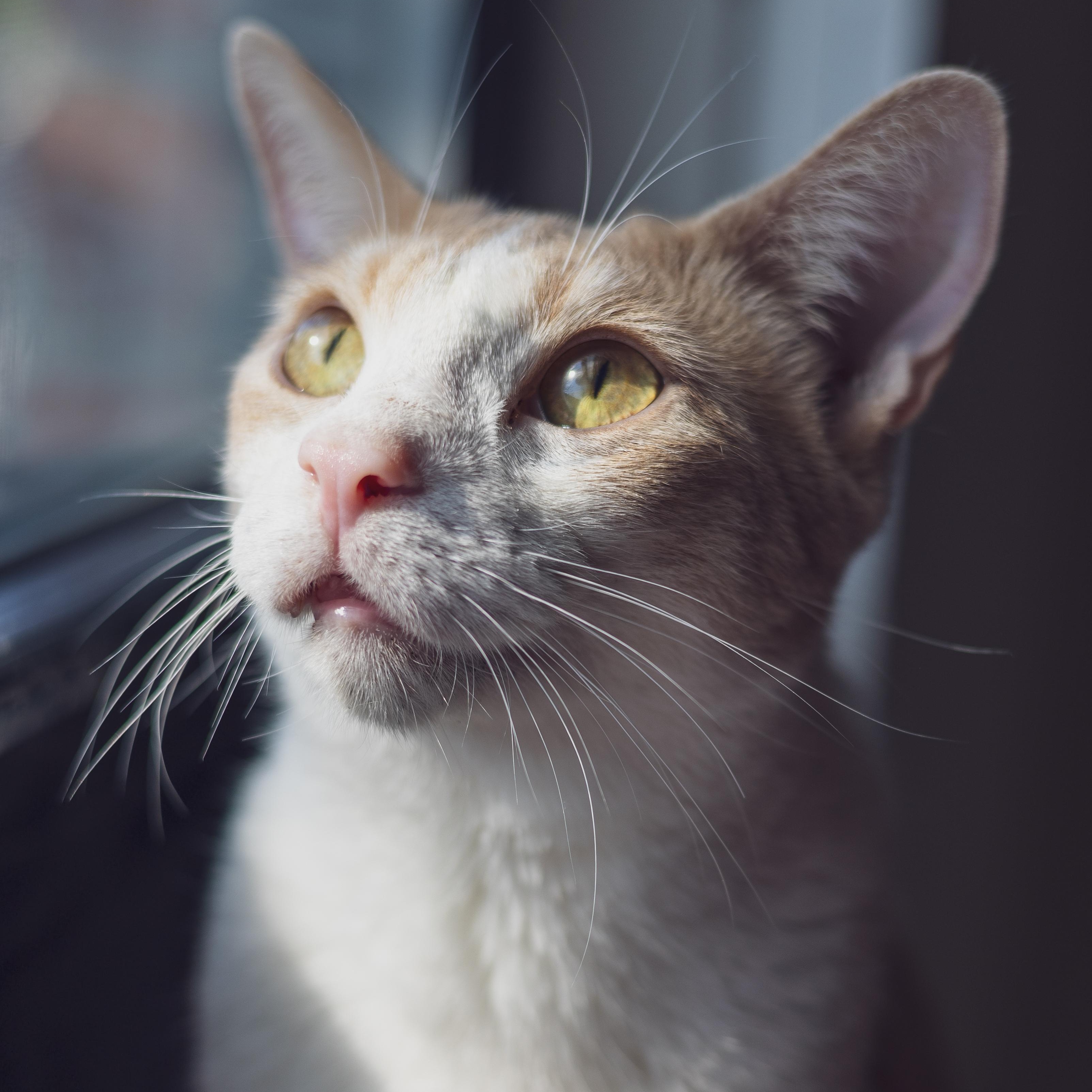 Pumpkin, a Adoptable Domestic Short Hair in Astoria, NY image 2/5