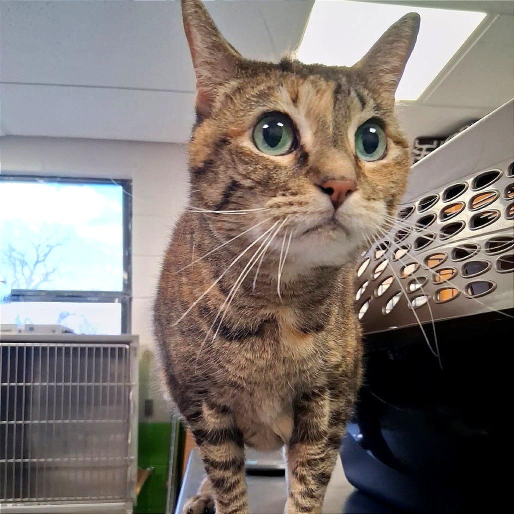 Princess Leia "Sassy", Adoptable, Senior Female Domestic Long Hair.