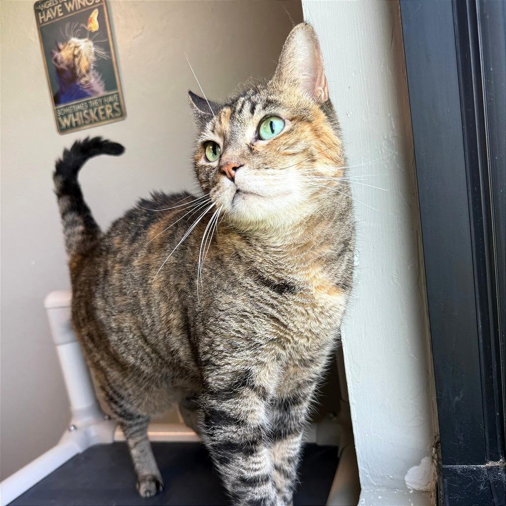 Enlarge Princess Leia "Sassy", a Adoptable mixed breed in Ponca City, OK image 2/6