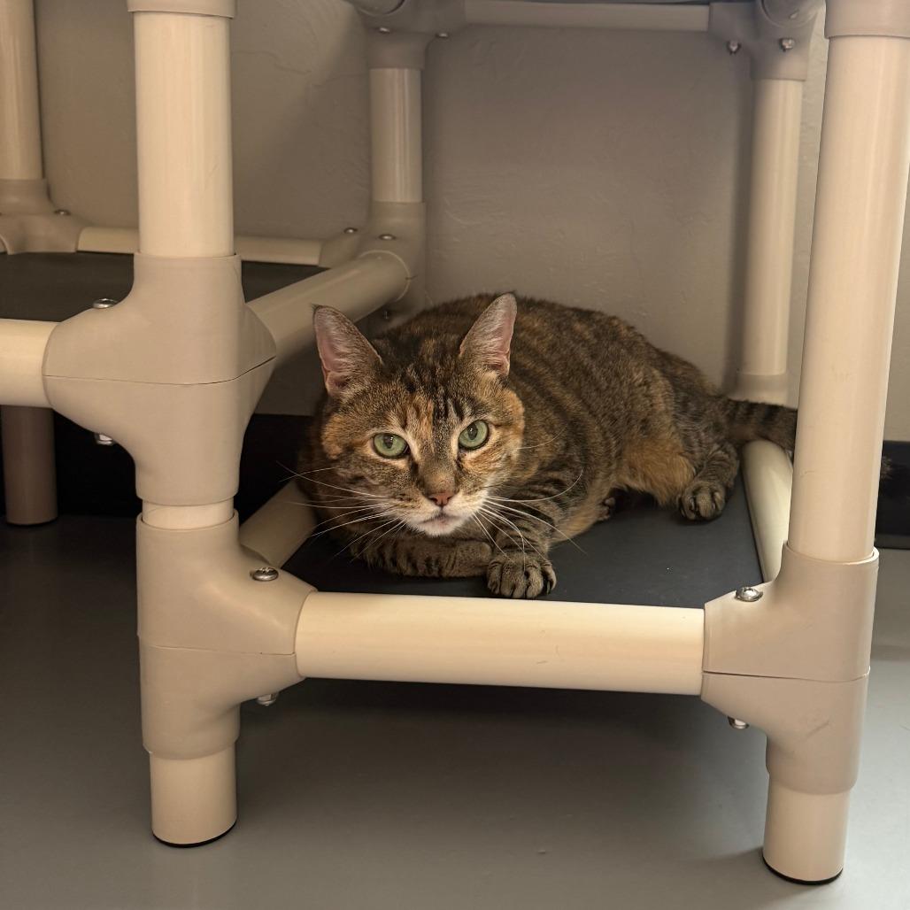 Enlarge Princess Leia "Sassy", a Adoptable mixed breed in Ponca City, OK image 2/5