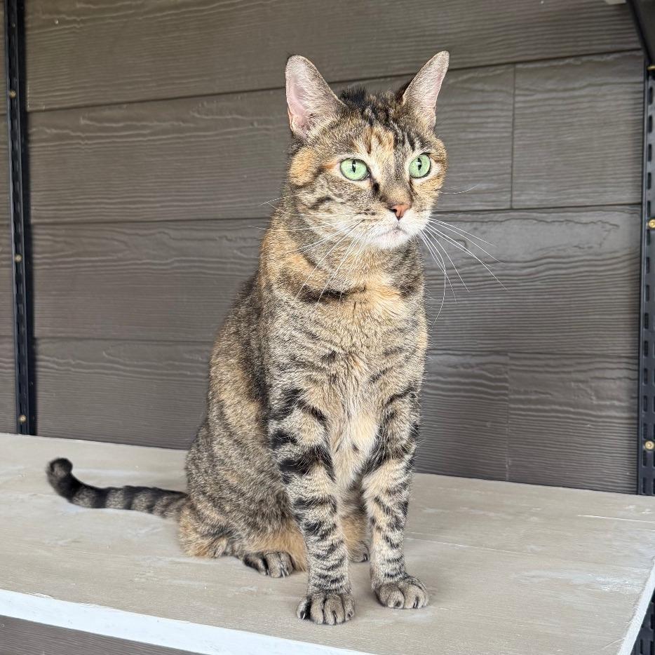 Enlarge Princess Leia "Sassy", a Adoptable mixed breed in Ponca City, OK image 3/6