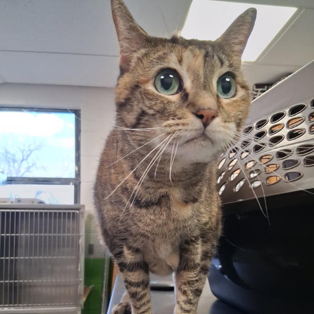 Enlarge Princess Leia "Sassy", a Adoptable mixed breed in Ponca City, OK image 1/1