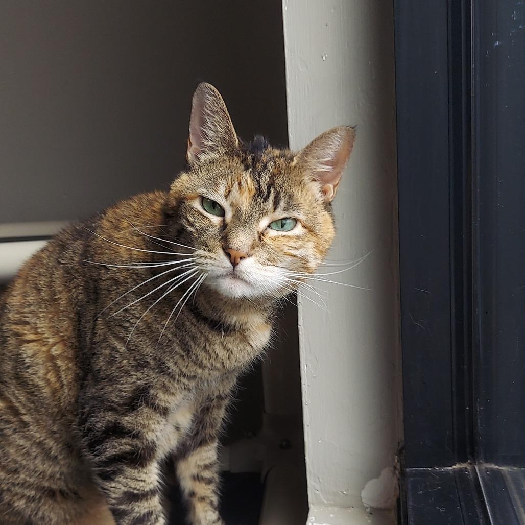 Enlarge Princess Leia "Sassy", a Adoptable mixed breed in Ponca City, OK image 3/5