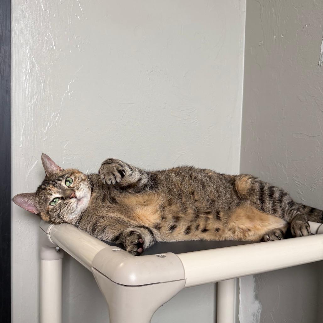 Enlarge Princess Leia "Sassy", a Adoptable mixed breed in Ponca City, OK image 4/5