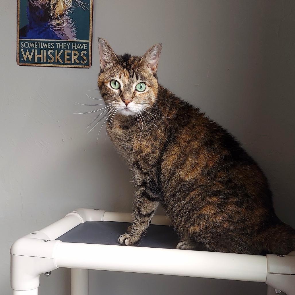 Enlarge Princess Leia "Sassy", a Adoptable mixed breed in Ponca City, OK image 5/5