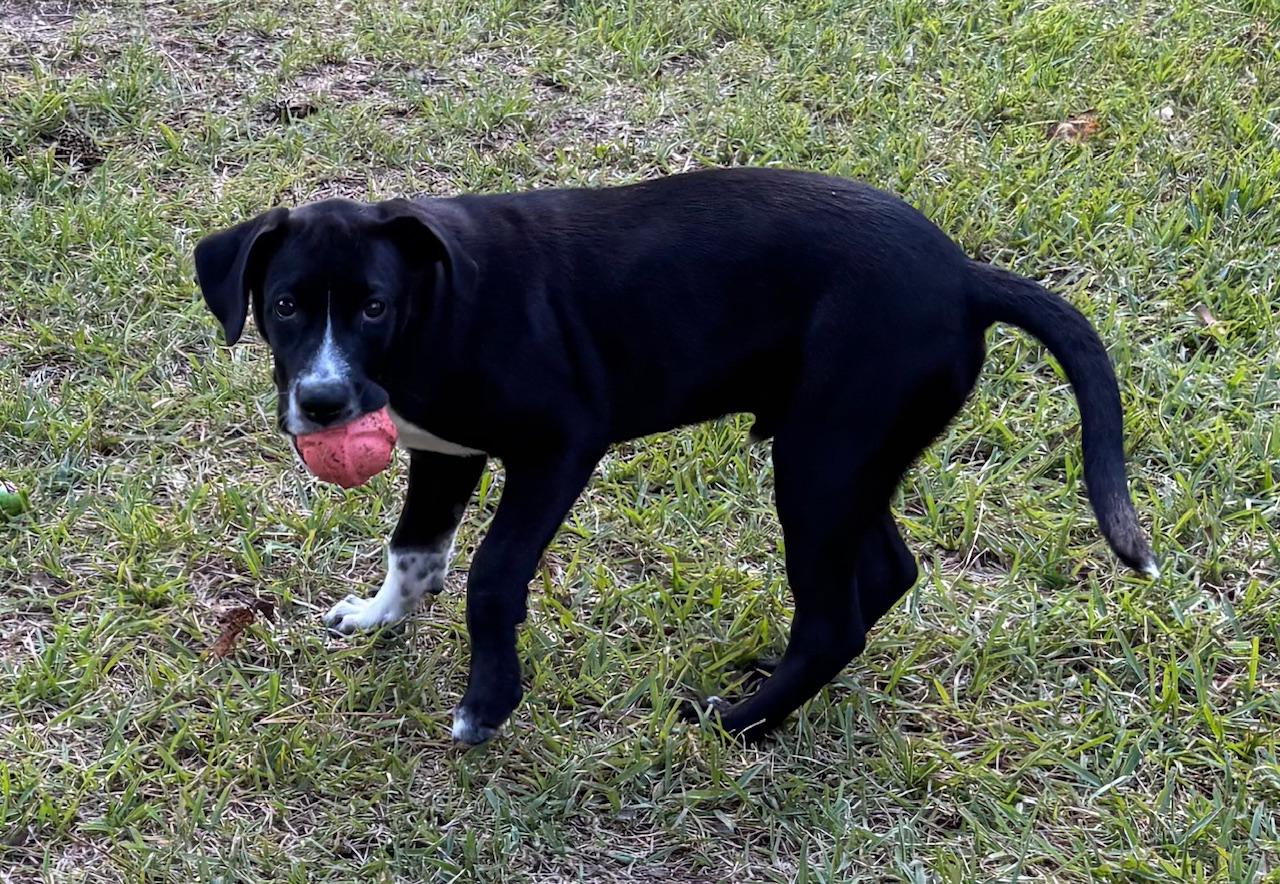 Boot - A Sweet Soul — thumbnail 2