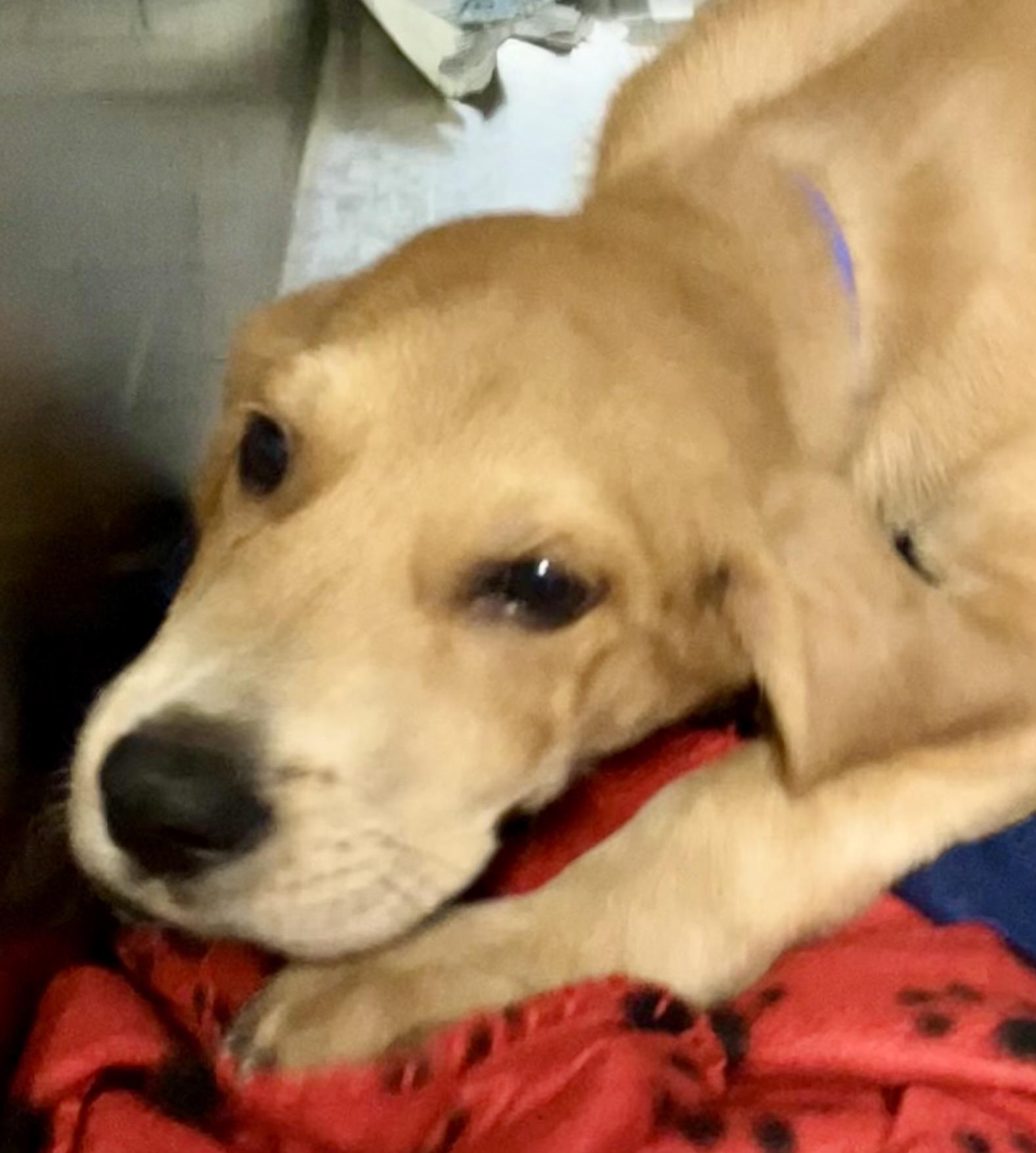 Enlarge Pickle, an adopted mixed breed in Parma, OH image 1/1
