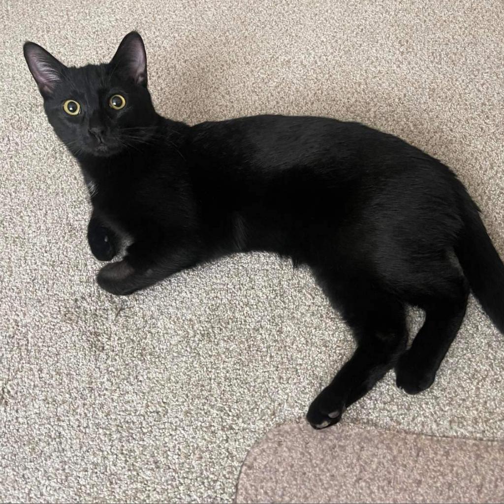 Oliver, a Adoptable Domestic Short Hair in Zimmerman, MN image 1/2