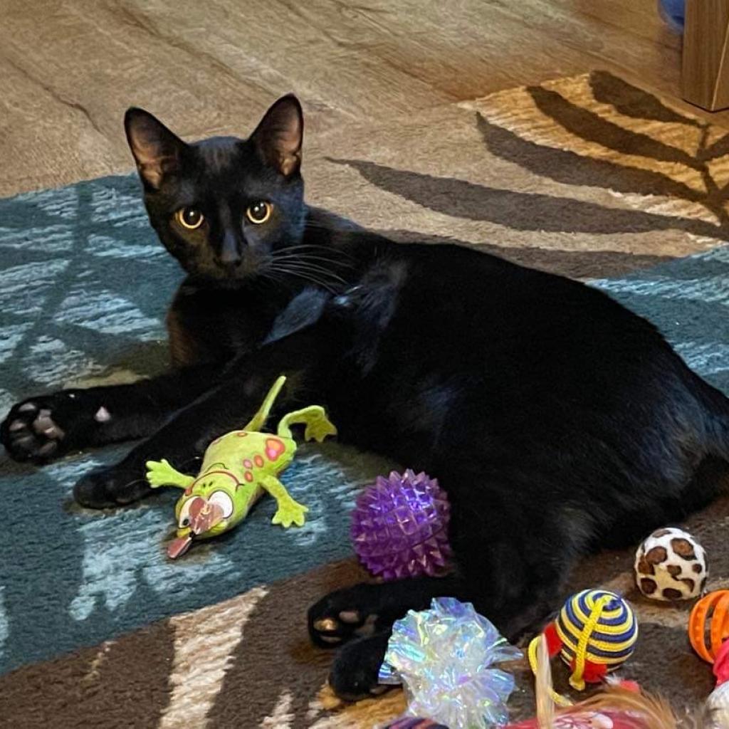 Oliver, a Adoptable Domestic Short Hair in Zimmerman, MN image 2/2