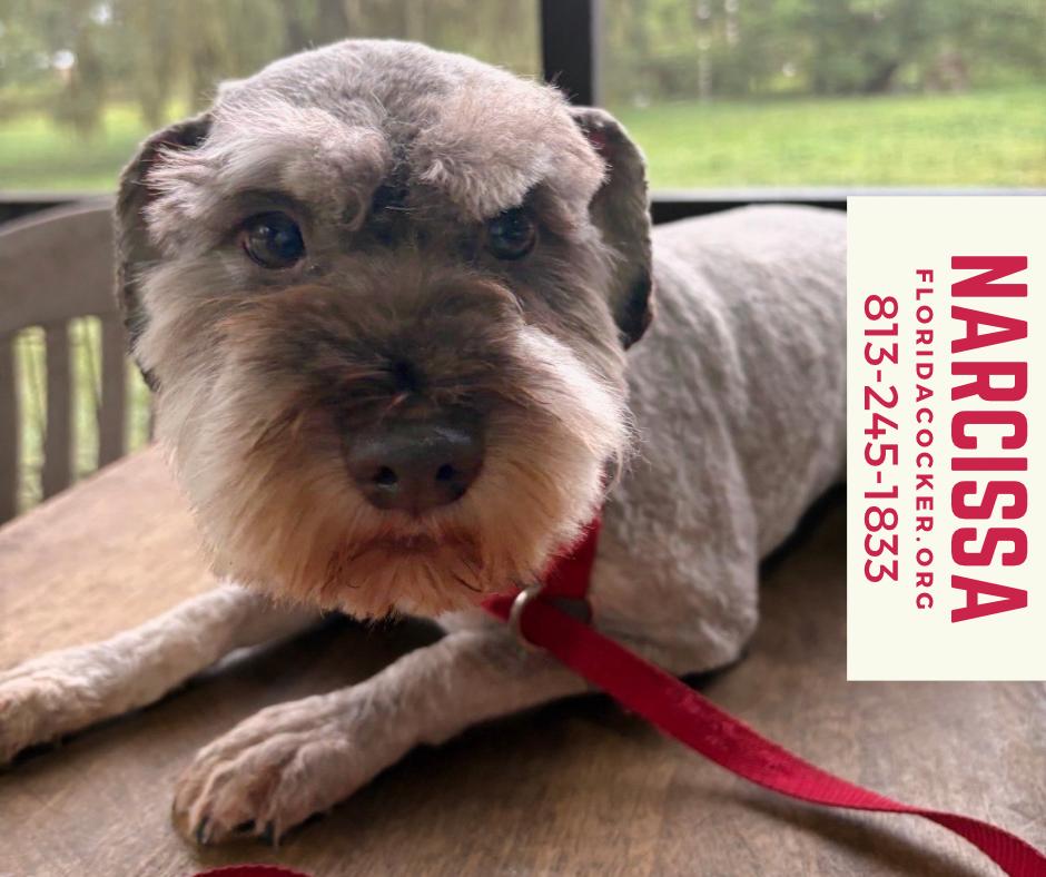Narcissa, Adoptable, Adult Female Miniature Schnauzer.