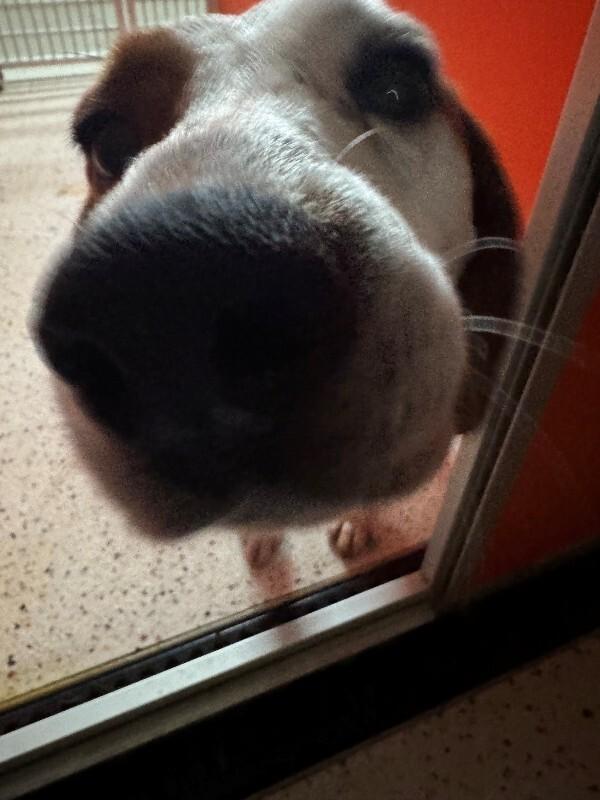 Marco (Sponsored Adoption), Adoptable, Adult Male Beagle.