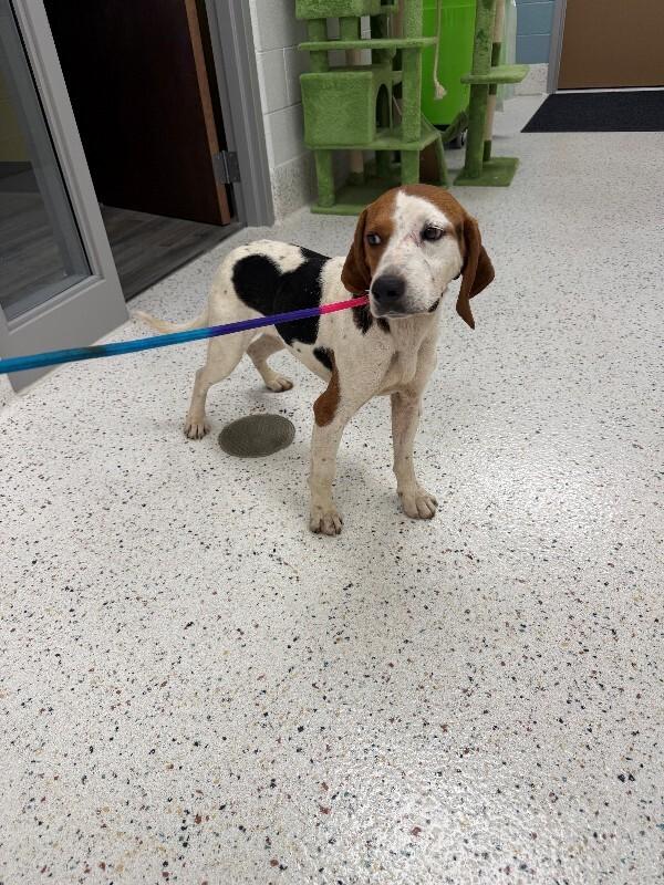 Marco (Sponsored Adoption), a Adoptable Beagle in Providence Forge, VA image 2/2
