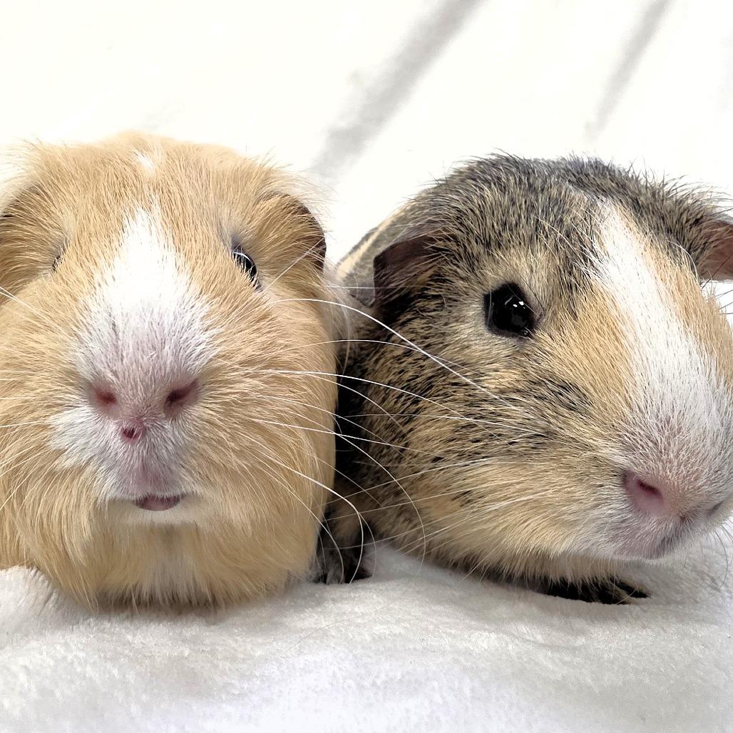Butters, Adoptable, Young Male Guinea Pig.