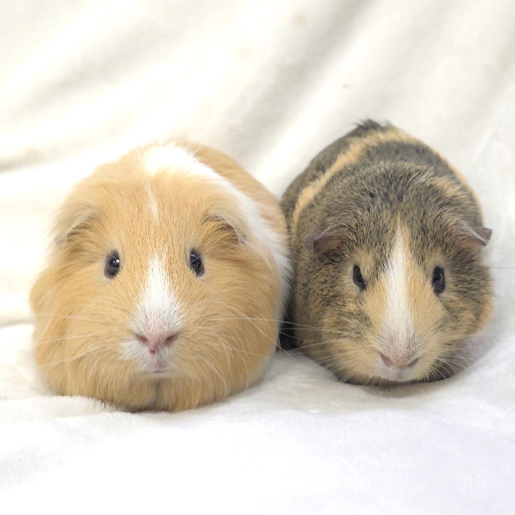 Enlarge Butters, a Adoptable Guinea Pig in Michigan City, IN image 2/6