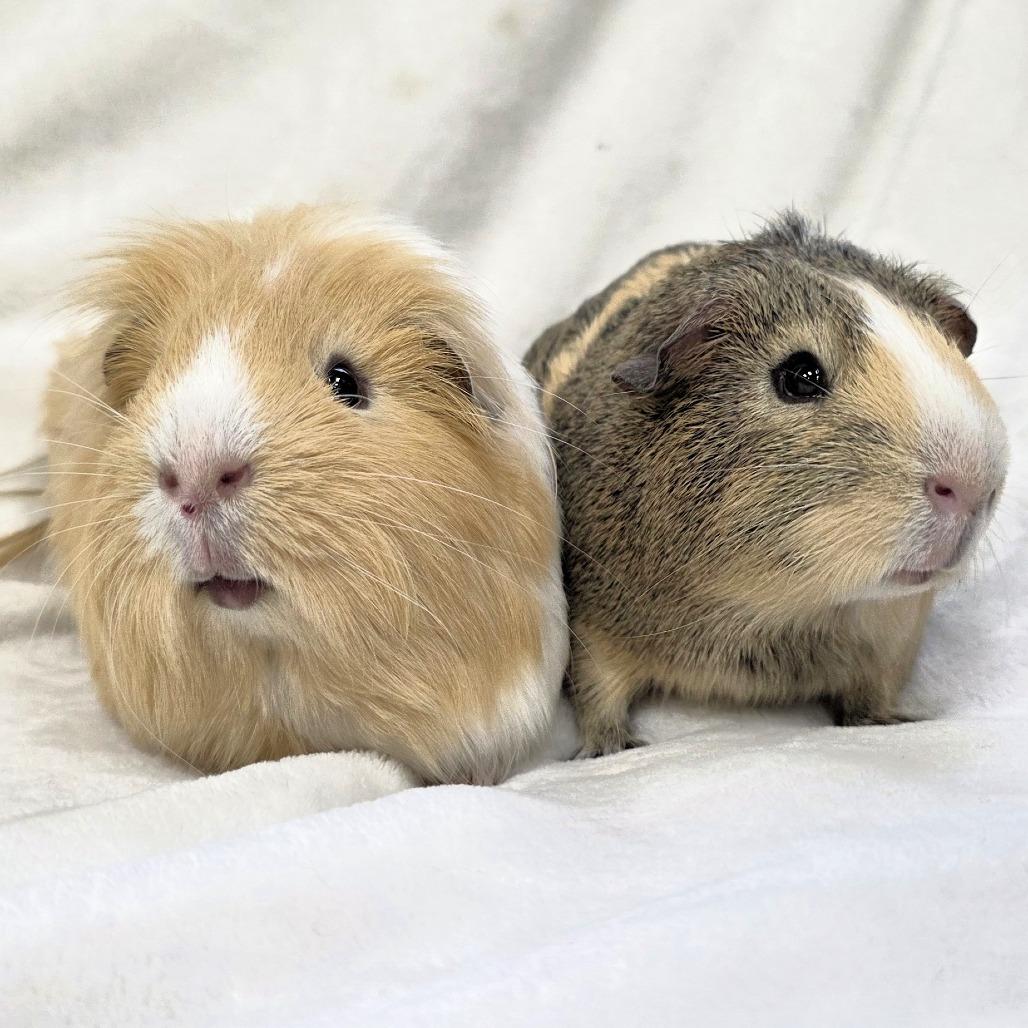 Enlarge Butters, a Adoptable Guinea Pig in Michigan City, IN image 3/6